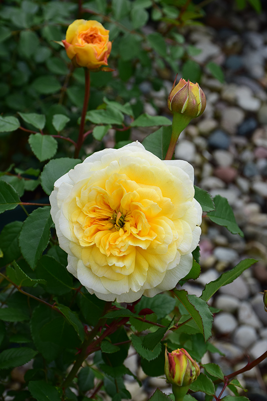 The Poet's Wife Rose (Rosa 'The Poet's Wife') at Flagg's Garden Center
