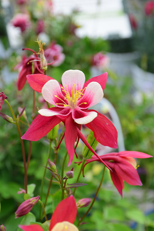 Origami Red and White Columbine (Aquilegia 'Origami Red and White') at Flagg's Garden Center
