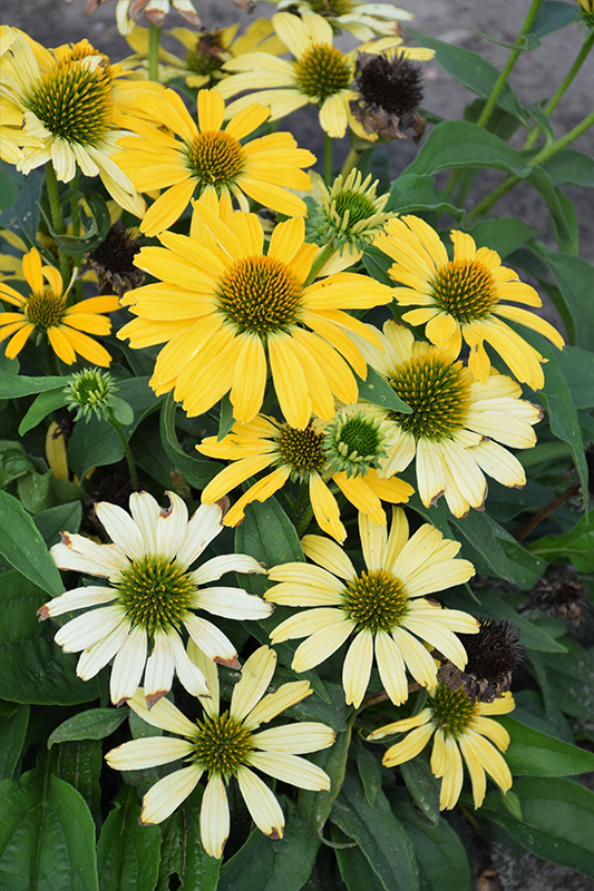 Color Coded Yellow My Darling Coneflower (Echinacea 'Yellow My Darling') at Flagg's Garden Center