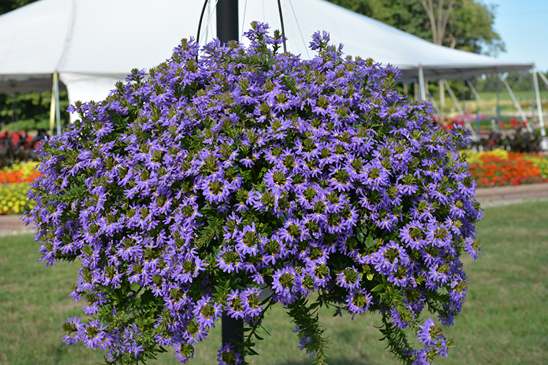 Whirlwind Blue Fan Flower (Scaevola aemula 'Whirlwind Blue') at Flagg's Garden Center