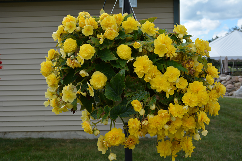 Nonstop Joy Yellow Begonia (Begonia 'Nonstop Joy Yellow') at Flagg's Garden Center