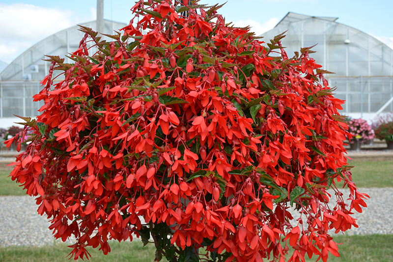 Waterfall Encanto Red Begonia (Begonia boliviensis 'Encanto Red') at Flagg's Garden Center