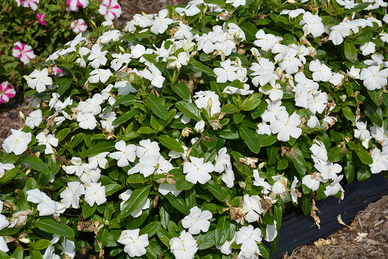 Cora XDR White (Catharanthus roseus 'Cora XDR White') at Flagg's Garden Center