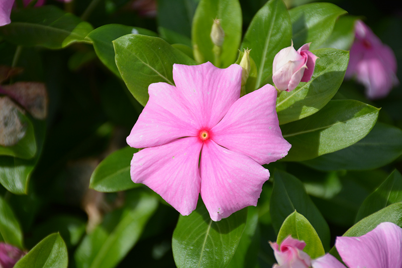 Cora XDR Light Pink (Catharanthus roseus 'Cora XDR Light Pink') at Flagg's Garden Center