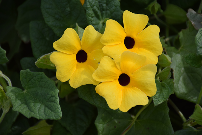 Sunny Susy Apricot Black-Eyed Susan (Thunbergia alata 'Sunny Susy Apricot') at Flagg's Garden Center