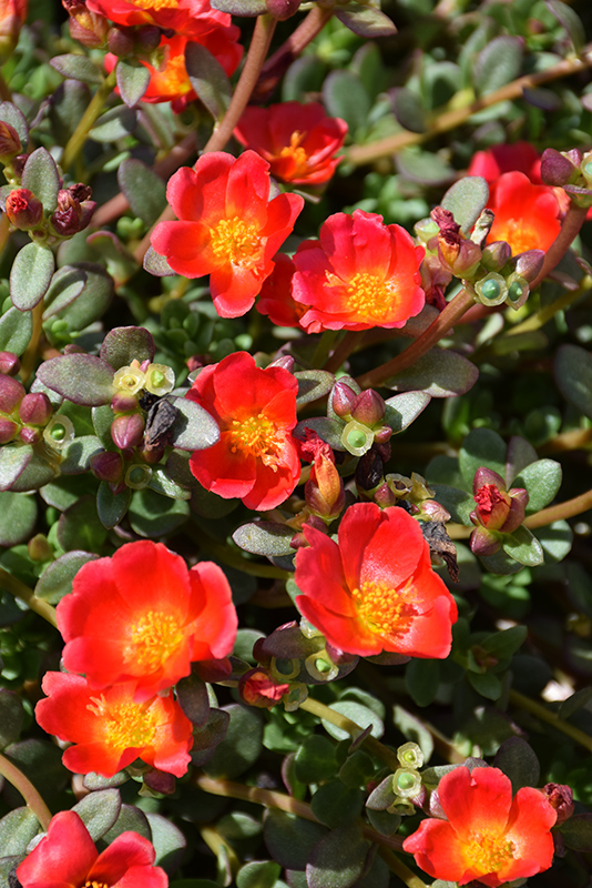 Mojave Red Portulaca (Portulaca grandiflora 'Mojave Red') at Flagg's Garden Center