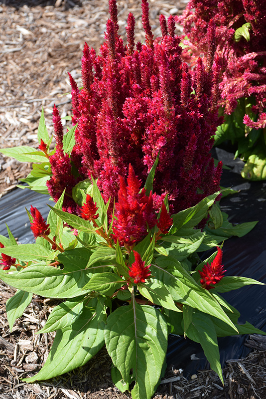 Fresh Look Red Celosia (Celosia 'Fresh Look Red') at Flagg's Garden Center