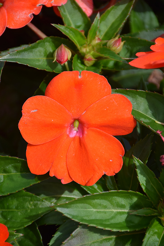 SunPatiens Vigorous Orange New Guinea Impatiens (Impatiens 'SunPatiens Vigorous Orange') at Flagg's Garden Center