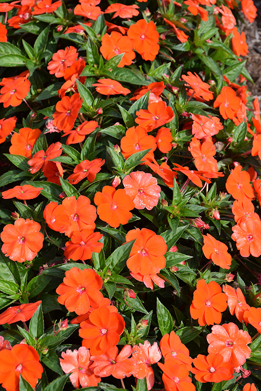 SunPatiens Vigorous Orange New Guinea Impatiens (Impatiens 'SunPatiens Vigorous Orange') at Flagg's Garden Center