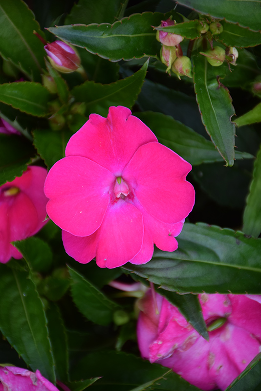 SunPatiens Vigorous Rose Pink New Guinea Impatiens (Impatiens 'SAKIMP052') at Flagg's Garden Center