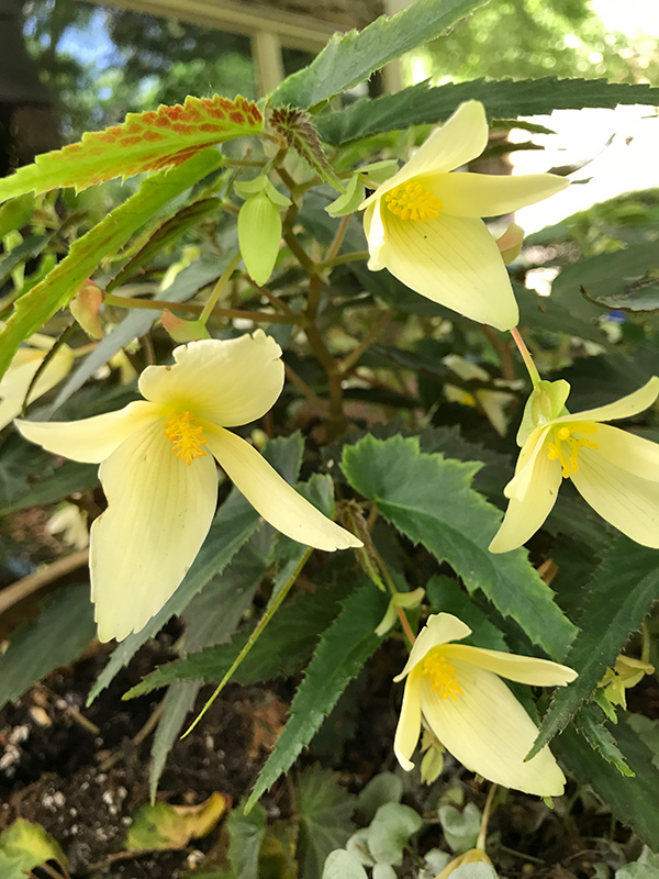 Bossa Nova Yellow Begonia (Begonia boliviensis 'Bossa Nova Yellow') at Flagg's Garden Center