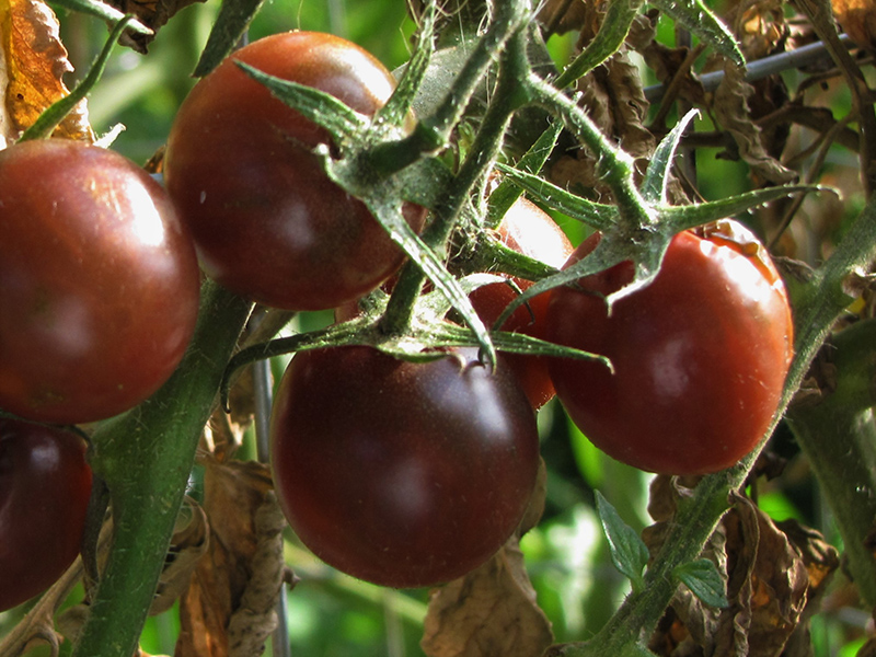 Black Cherry Tomato (Solanum lycopersicum 'Black Cherry') at Flagg's Garden Center