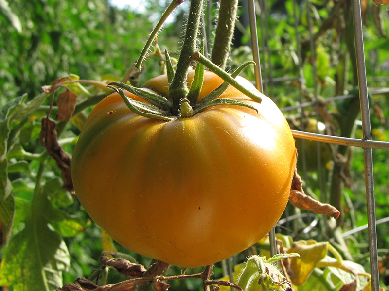 Carolina Gold Tomato (Solanum lycopersicum 'Carolina Gold') at Flagg's Garden Center