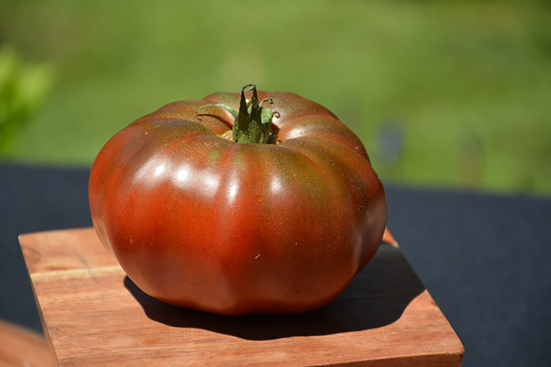Black Krim Tomato (Solanum lycopersicum 'Black Krim') at Flagg's Garden Center