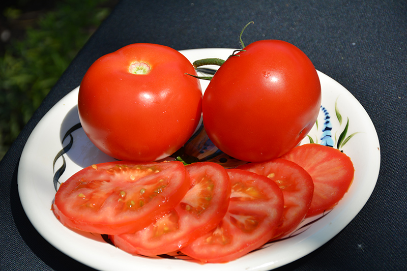 Burpee's Big Boy Tomato (Solanum lycopersicum 'Burpee's Big Boy') at Flagg's Garden Center