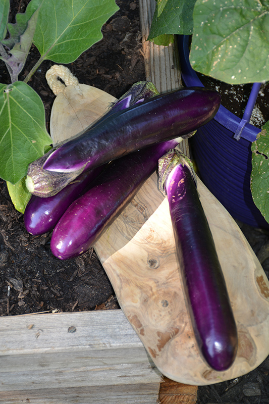 Millionaire Eggplant (Solanum melongena 'Millionaire') at Flagg's Garden Center