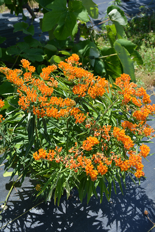 Butterfly Weed (Asclepias tuberosa) at Flagg's Garden Center