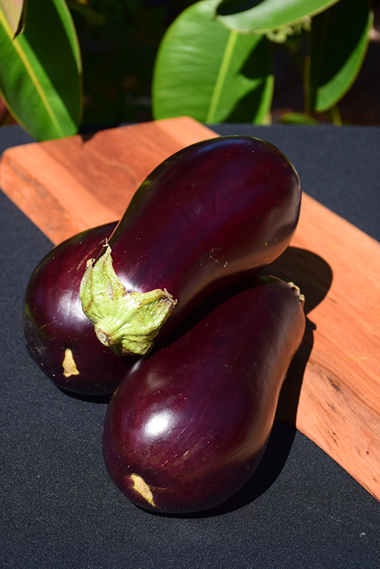 Eggplant (Solanum melongena) at Flagg's Garden Center