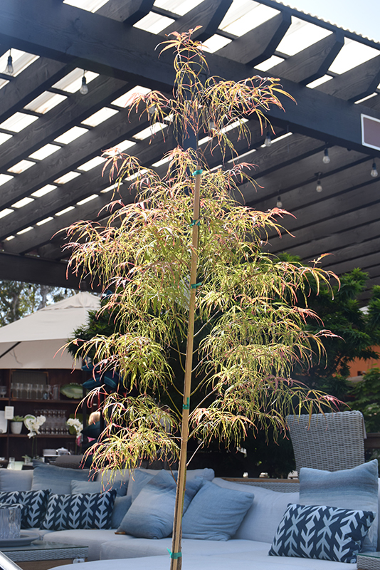 Koto No Ito Japanese Maple (Acer palmatum 'Koto No Ito') at Flagg's Garden Center