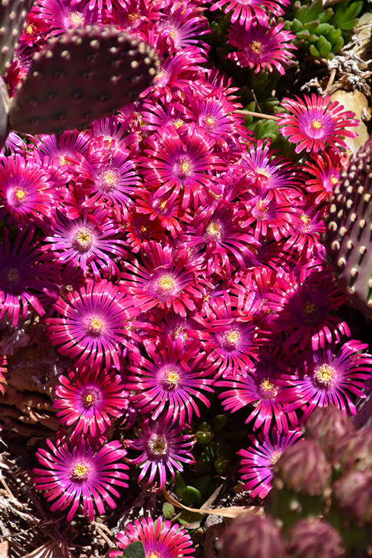 Jewel Of Desert Garnet Ice Plant (Delosperma 'Jewel Of Desert Garnet') at Flagg's Garden Center