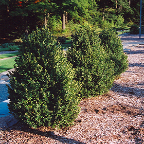 Green Mountain Pyramidal Boxwood Buxus Green Mountain in