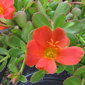 Plant Photo 5