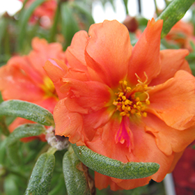Plant Photo 1