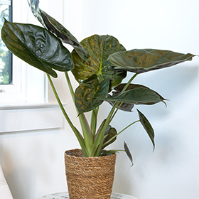 Plant Photo 8