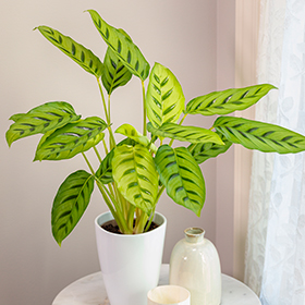 Plant Photo 9