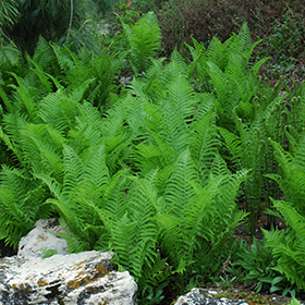 Fern Photo