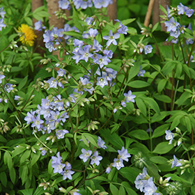 Plant Photo 5