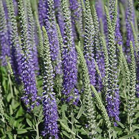 Plant Photo 6