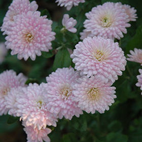 Plant Photo 9