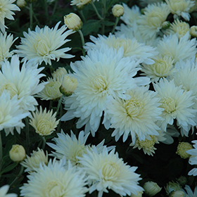 Plant Photo 8