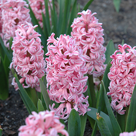 Plant Photo 2