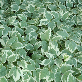 Plant Photo 4