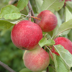 Fruit Tree Photo