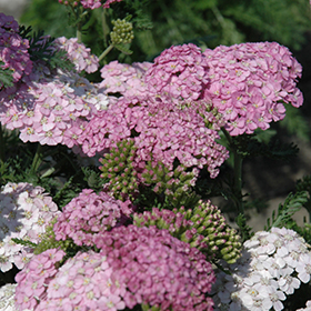Plant Photo 7