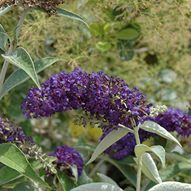 Plant Photo 6