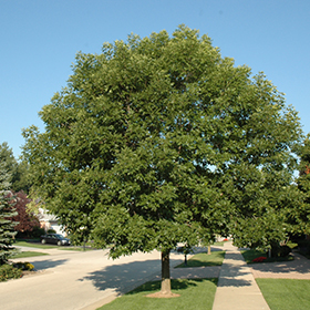 Shade Tree Photo