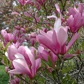 Ornamental Tree Photo