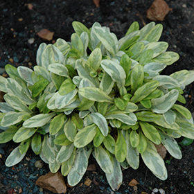Plant Photo 4