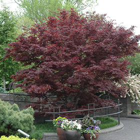 Japanese Maple Photo