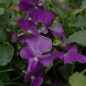 Plant Photo 8