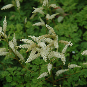 Plant Photo 2