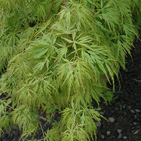 Plant Photo 2