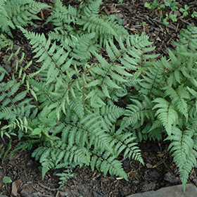 Plant Photo 2