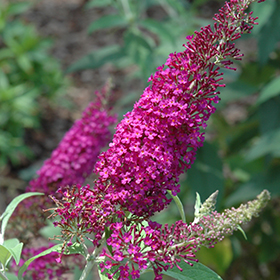 Plant Photo 7
