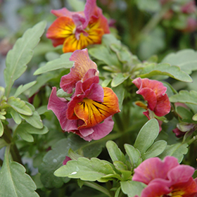 Plant Photo 6