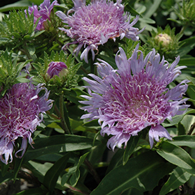 Plant Photo 3